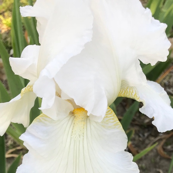 Meet your Posher, Marie - Picture 2 of 2